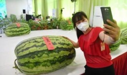 上海免费吃瓜群众,免费吃瓜群众，共享城市夏日清凉盛宴