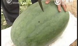 2025最新大瓜爆料,揭秘娱乐圈惊天秘密与幕后真相