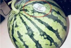 网红吃瓜泡泡,揭秘娱乐圈幕后真相