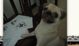 策划巴哥最新爆料视频,揭秘策划背后的秘密与惊喜