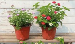 江城吃喝玩乐爆料视频最新,揭秘最新热门玩乐攻略，带你畅游江城美食天堂