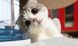 网红猫吃贝贝瓜图片高清,高清镜头捕捉贝贝瓜美味瞬间