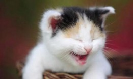 网红猫吃贝贝瓜图片高清,高清镜头捕捉贝贝瓜美味瞬间