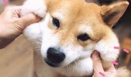 小狗爆料短视频