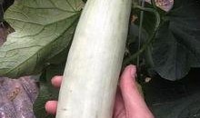 成县的网红瓜在哪里吃,品味当地特色美食之旅