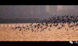 第一色视频在线观看,第一色视频在线观看攻略