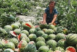 西瓜黑料社区今日爆料,揭秘娱乐圈惊人内幕