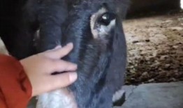 二驴爆料辛巴女儿视频,二驴爆料引发热议