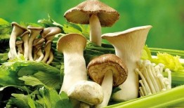 17c吃瓜黑蘑菇免费爆料,揭秘娱乐圈不为人知的秘密