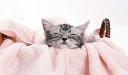 网红猫吃贝贝瓜图片高清,高清镜头捕捉贝贝瓜美味瞬间