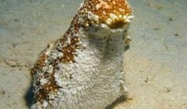 妖怪爆料海参视频,妖怪视角下的神秘生物奇观